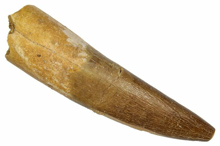 Fossil Plesiosaur (Zarafasaura) Tooth - Morocco #344236